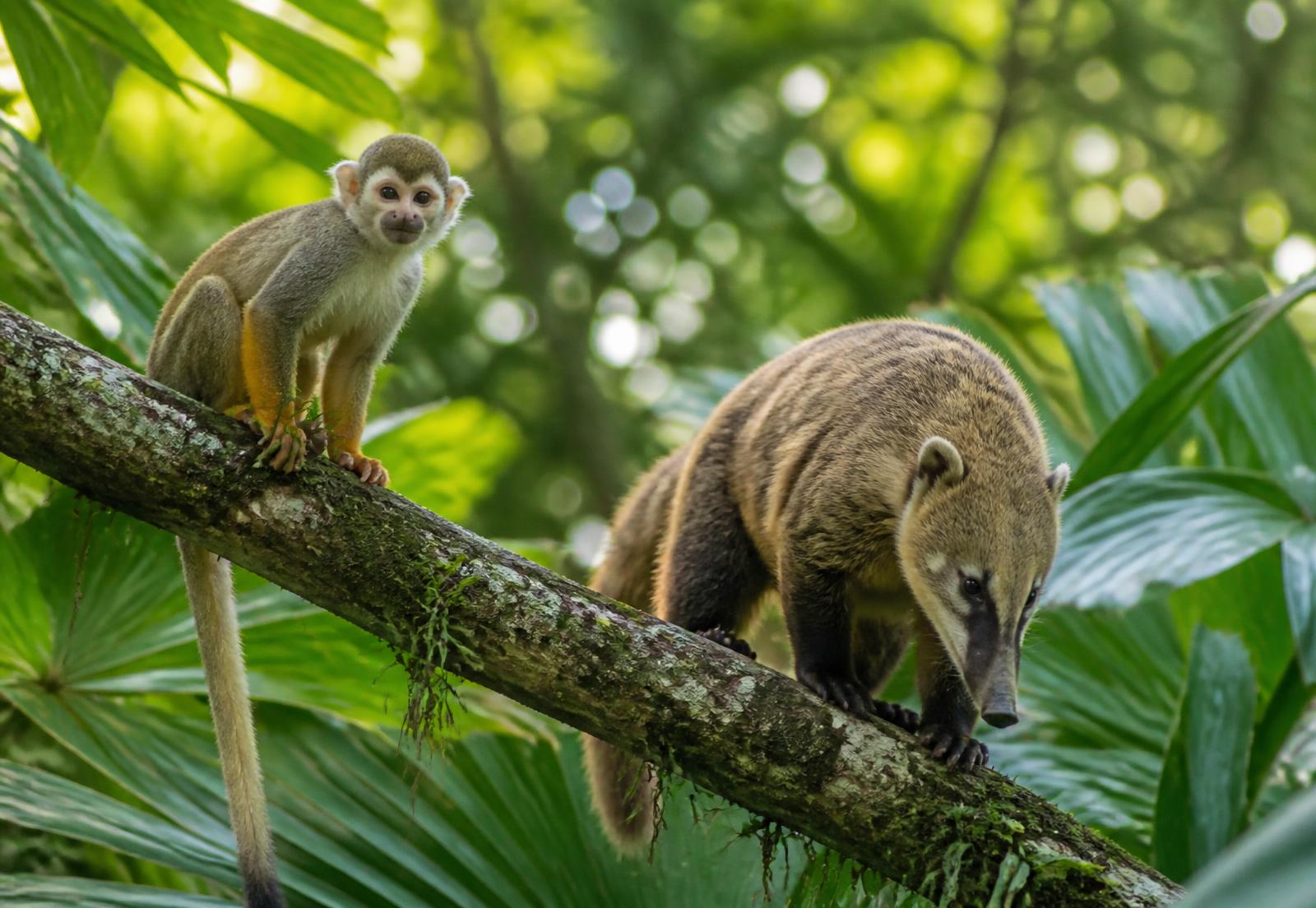 Monos y fauna silvestre del bosque tropical que rodea Uvita, Costa Rica